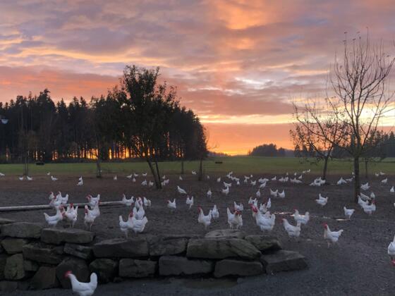 Rainbach_BiohofPilgerstorfer (c) Carina Pilgersdorfer_4