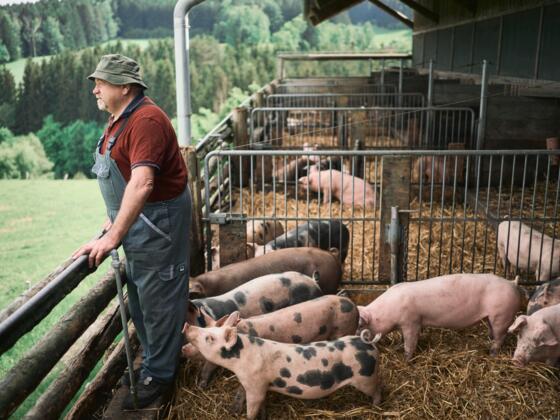 Schweinestall vom Biohof Rudlstorfer - Baiernaz