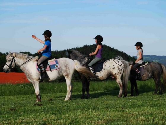 Ponyhof_Gutau_Ponys-in-allen-Groessen_Foto-von-Website_Sportderbewegtat