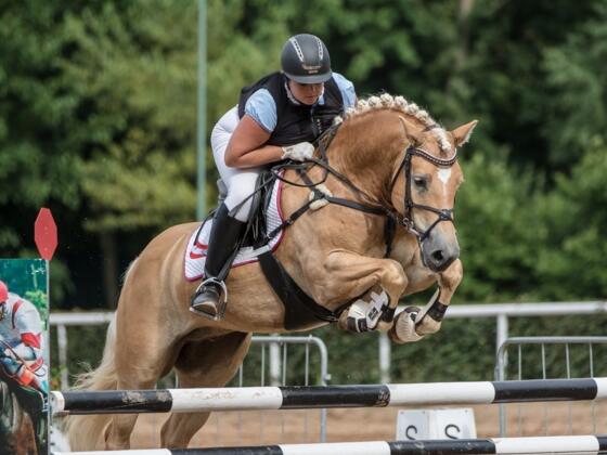 M.-europaeisches Haflingerchampionat (c) Reitverein Stampfental