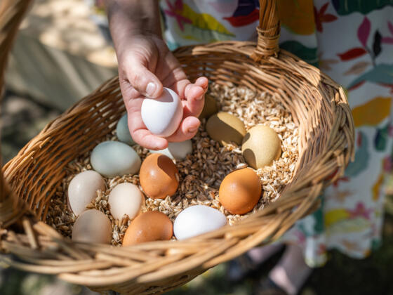 Korb mit Eier - Symbolbild