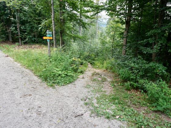 Abzweigung rechts vom Forstweg zum Pfad zum Großen Arbersee
