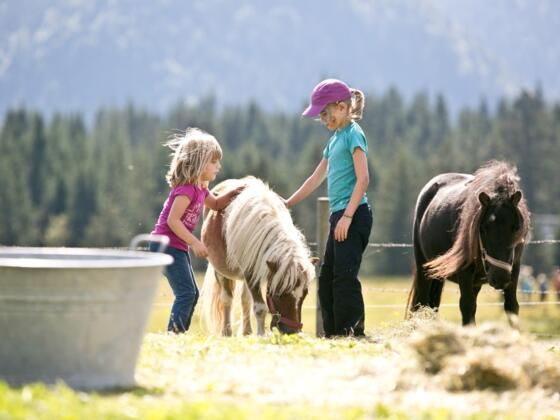 Ponys auf der Hefteralm