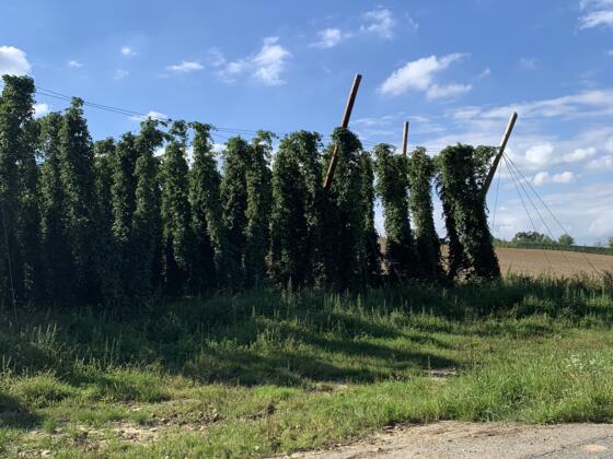 Hopfen zwischen Oberlauterbach und Hüll