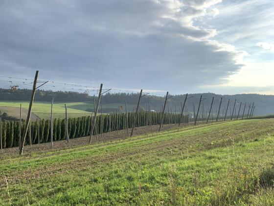 Rückenwind Panoramatour - Landschaft bei Buchhof (2).JPEG
