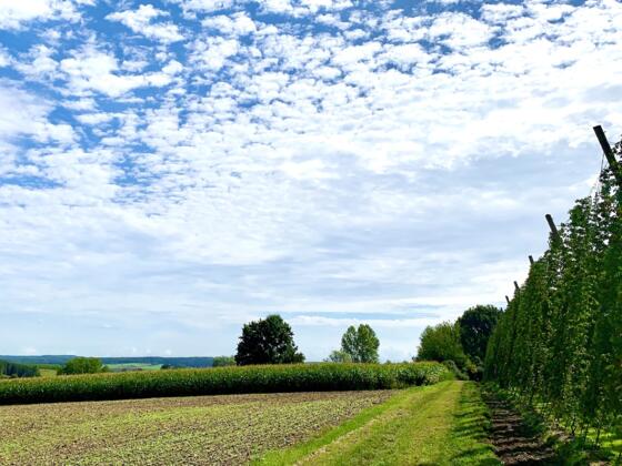 Rund um den Eichelberg