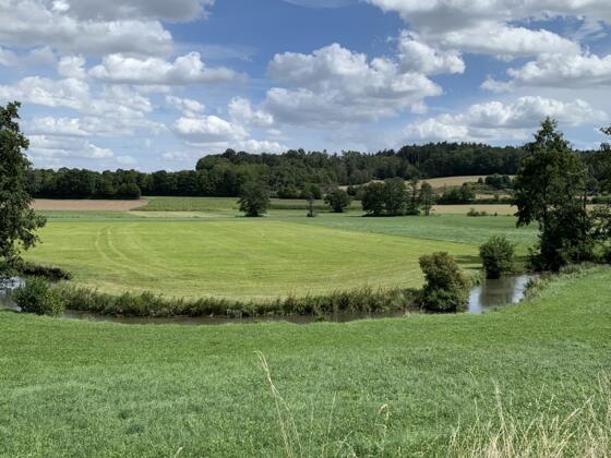 Störche auf Wiese mit Ilm zwischen Hettenshausen und Ilmmünster