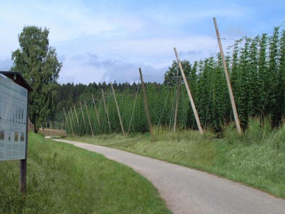 Hopfenlehrpfad Wolnzach