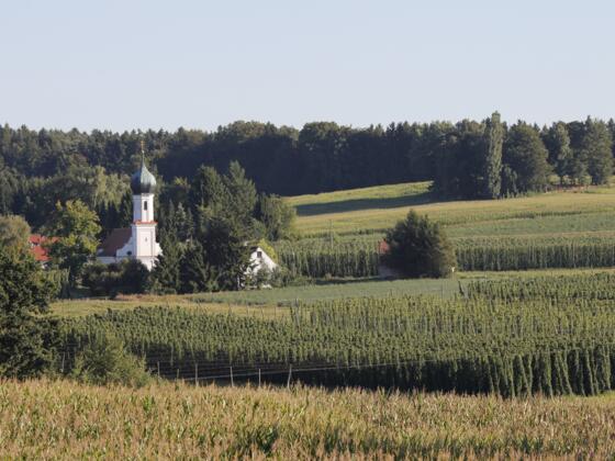 Kirche Lohwinden inmitten von Hopfenfeldern