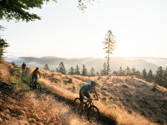 DreiMountainbikerWaldrand_OberoesterreichTourismusMuehlviertlerAlmFreistadtMoritzAblinger.jpg