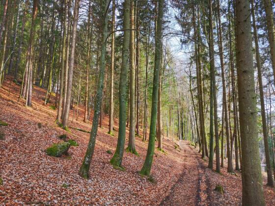 Weg durch den Wald