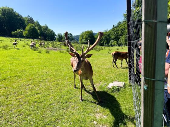 Wildgehege in Eschau