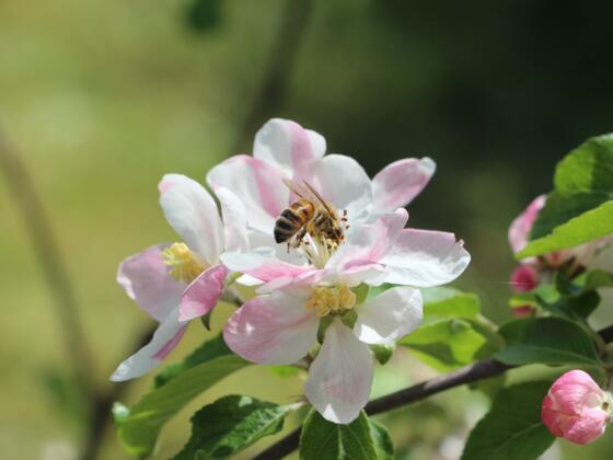 Biene an der Blüte