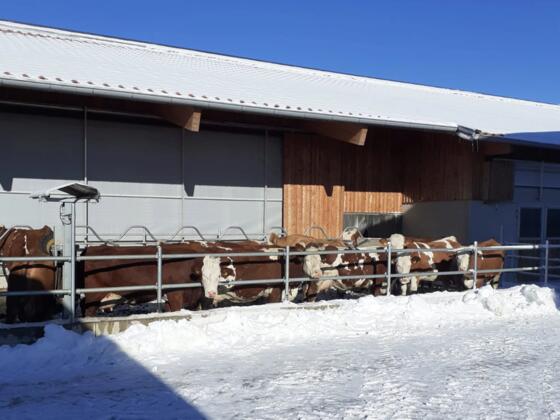 Stall Auslauf im Winter