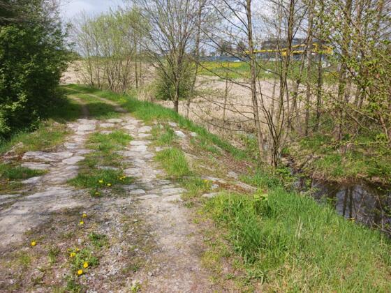 Weihdeichdamm nach Norden