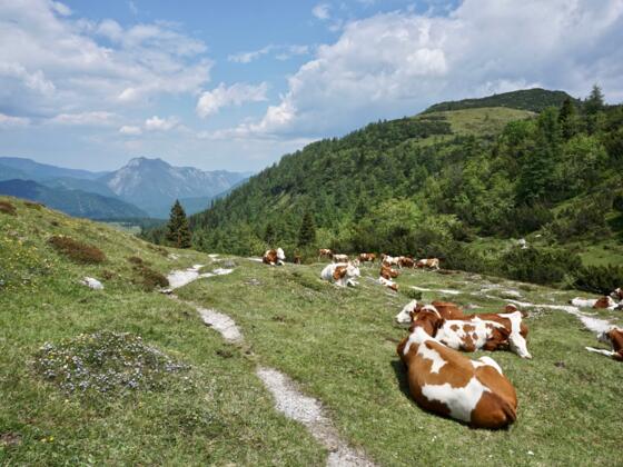 Eggenalm mit Blick zur Hörndlwand
