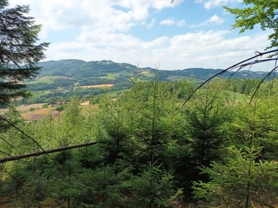 Blick zum Gallner über Weingarten