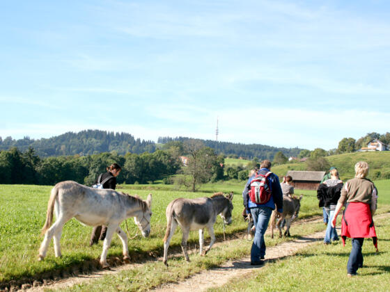 Wandern mit Eseln