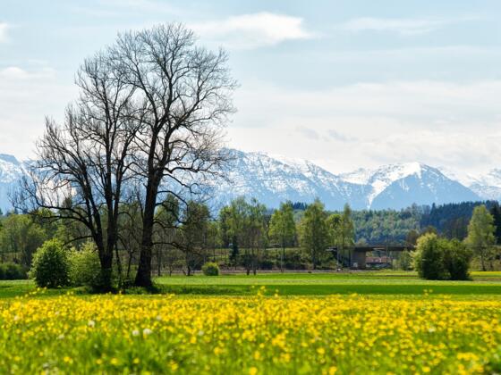 Blick in die Berge aus der Weilheimer Ammer Au