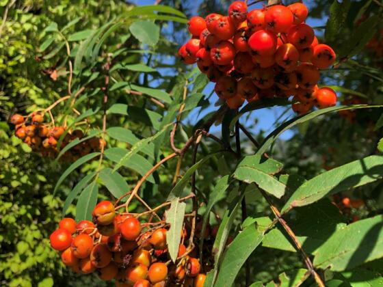 Vogelbeeren für feinsten Schnaps