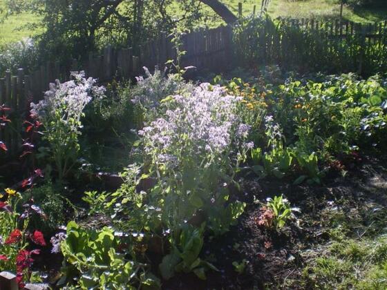 Garten im Biogartenhof