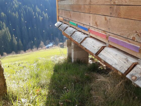 die fleißigen Bienen beim Zotten