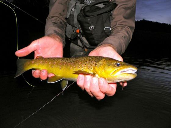 Fish1
