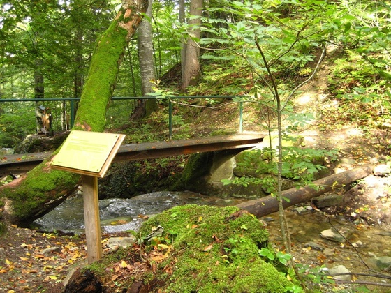 Themenweg - Mythenweg - Timberland Trail - Köhlerweg