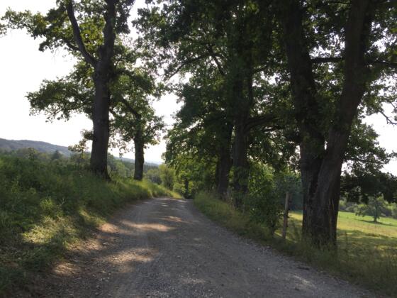 Nach Ettenhofen, steil für Handbiker