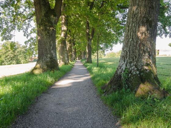 Die Kottmüller-Allee bei Murnau