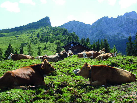 Stuibenhütte mit Kühen