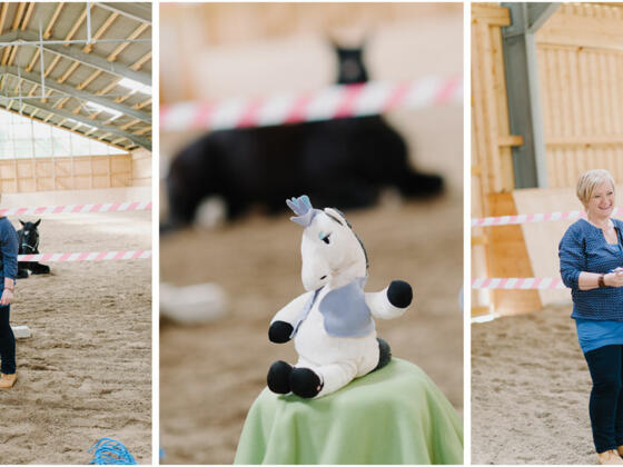 Die Coachin - Conny Wernitznig