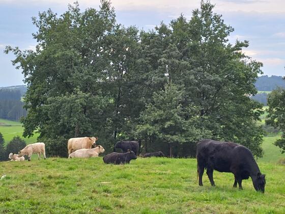 Galloway Rinder beim Biohof Reither