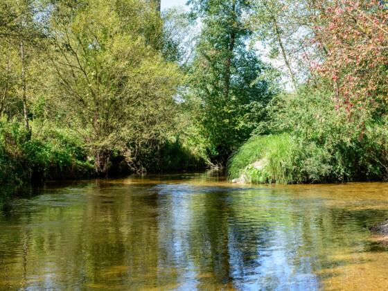 20190918_Wald_Luft_Baden_von_LUDWIG_PULLIRSCH_photography_122