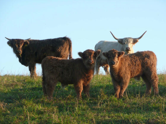 Schottische Hochlandrinder