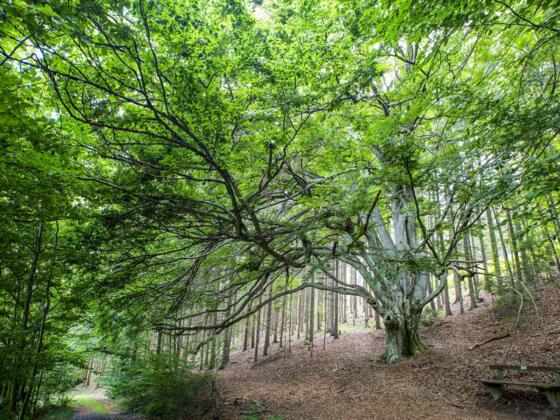 Zigeunerbuche in St. Leonhard bei Freistadt