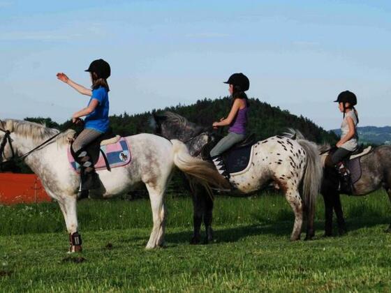 5c5d801f70c70_Ponys-in-allen-Groessen_Foto-von-Website_Sportderbewegtat