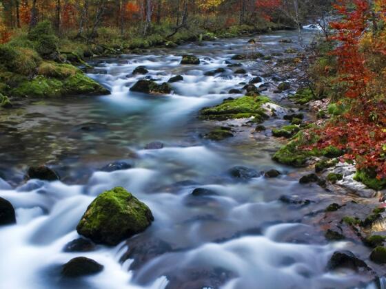 Waldbach Echerntal in Hallstatt