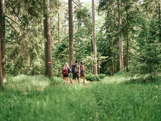 BoehmerwaldWandernWald_OberoesterreichTourismusBoehmerwaldRobertMaybach.jpg