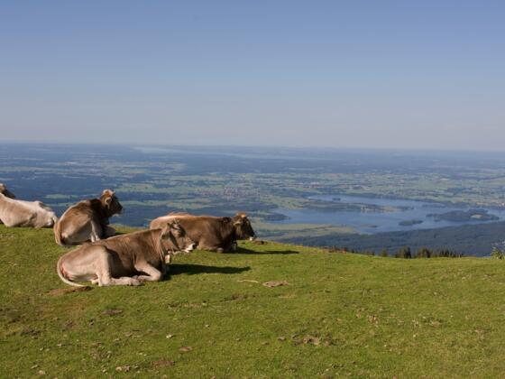 Kühe mit Aussicht