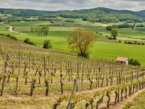 Weinberge bei Oberschwappach