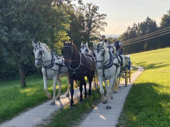 Lumis Pferdeschlittenfahrten