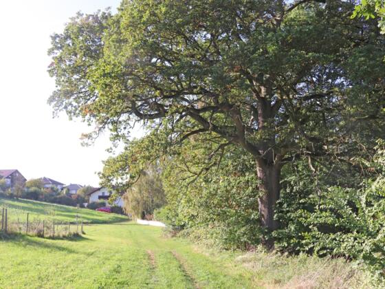 Weg bei Streuobstwiese der Stadt Vilsbiburg am Saliterweg