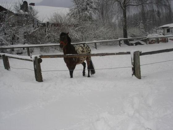Pferd im Schnee