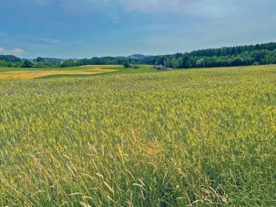 Steininger-Runde-Panorama
