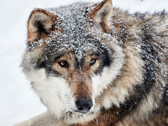 Wolf im Tierpark Altenfelden