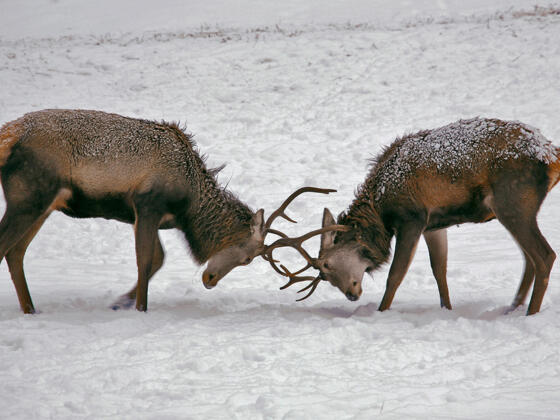 Rotwild im Winterquartier im Klausbachtal