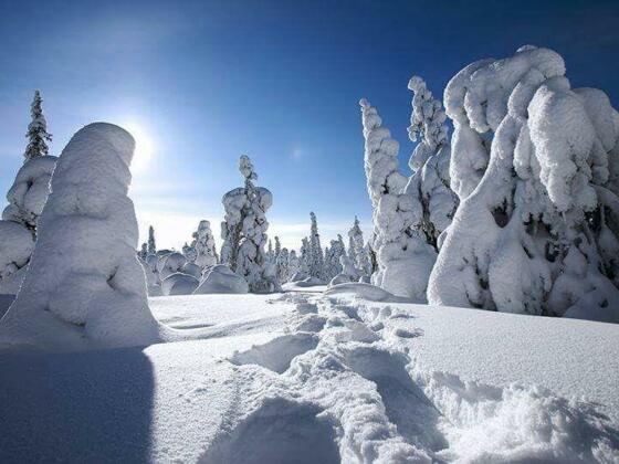 tief verschneiter Böhmerwald