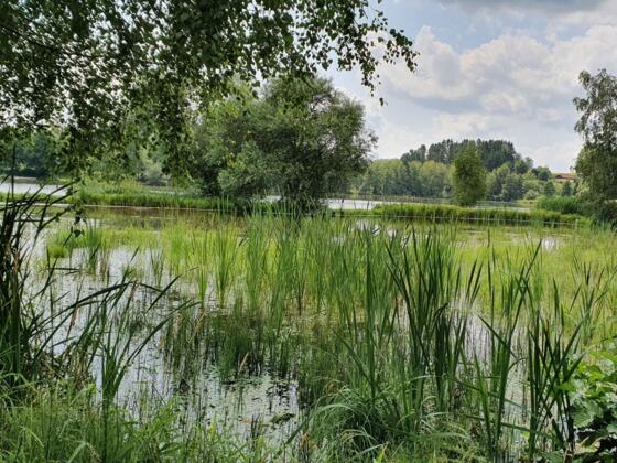 Urlsee Wasserpflanzen