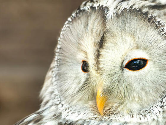 Eule im Tierpark Altenfelden
